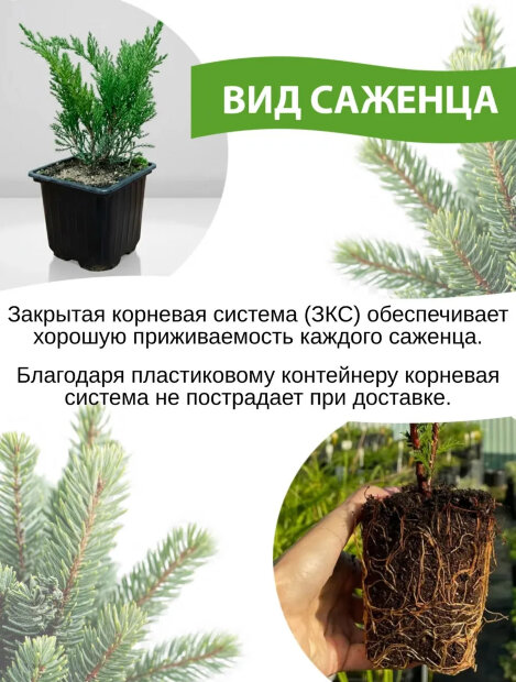 Можжевельник Суецика (обыкновенный) 2шт