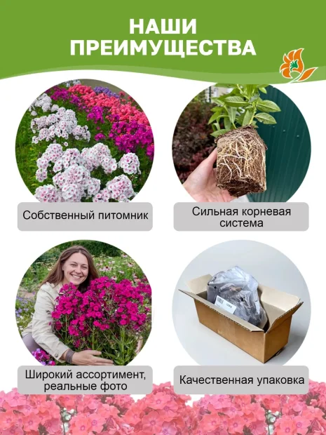 Флокс Всемил