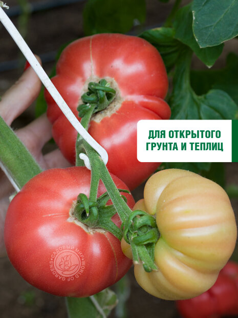 Томат Король Крупных семена 