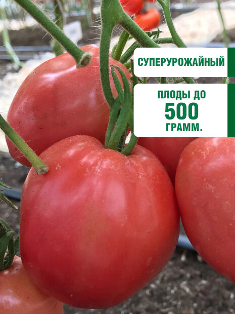 Томат Настенька семена 