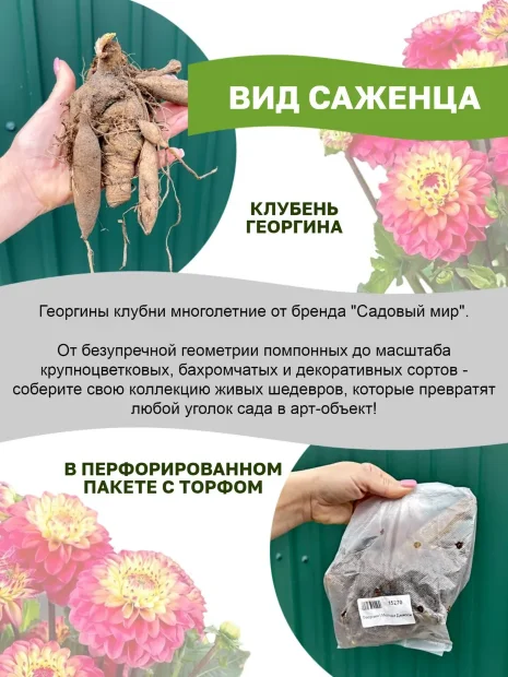 Георгин Коннелс Глориоза (декоративный)  