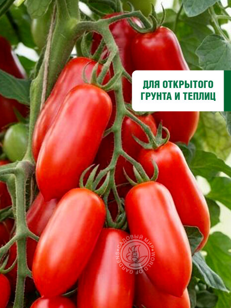 Томат Ракета семена 