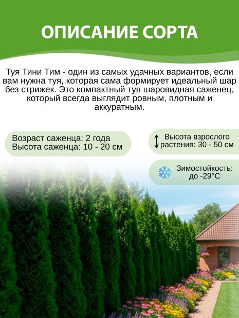 Туя Тини Тим