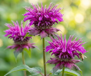 Монарда