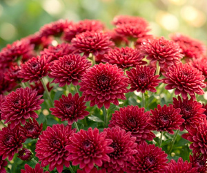 Хризантема