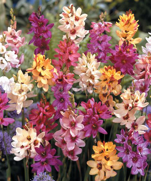 иксия смесь